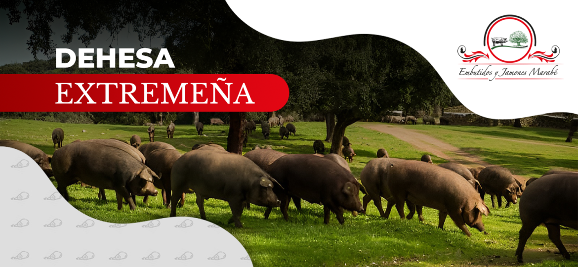 Dehesa Extremeña