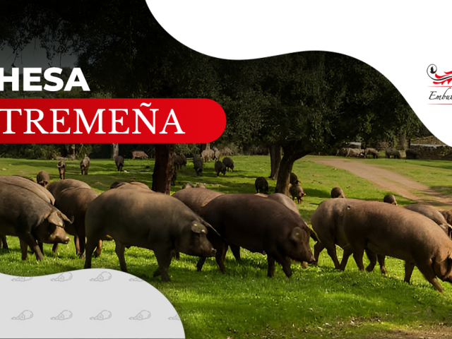 Dehesa Extremeña